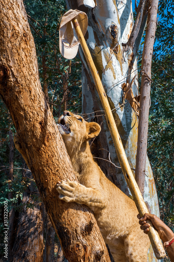 Woman teasing a 8 month old junior lion (Panthera leo) with a cap on a stick and provokes it to climb the tree - Cullinan, South Africa Woman teasing a 8 month old junior lion (Panthera leo) with a cap on a stick and provokes it to climb the tree - Cullinan, South Africa