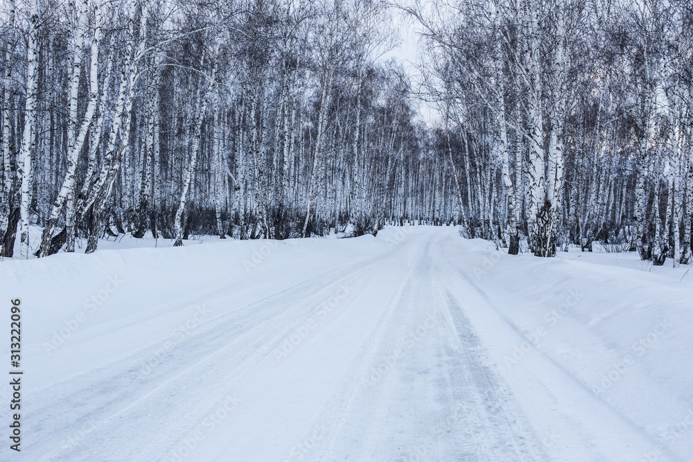 Snowy road in a winter birch forest