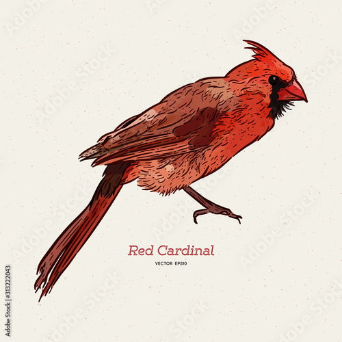 The northern cardinal (Cardinalis cardinalis). Hand draw sketch vector.
