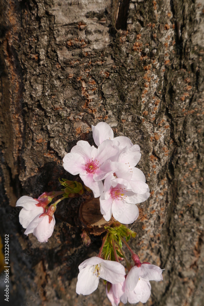 closeup of blooming cherry blossoms on a tree, (sakura) spring season in Japan and South Korea	