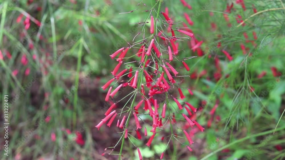Flowers are an important part of nature. They are responsible for feeding insects, birds, animals and humans. Flowers are an important part of nature. They are responsible for feeding insects, birds, animals and humans.