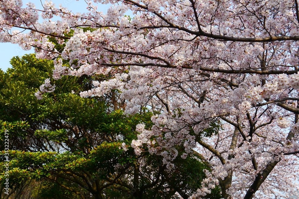 closeup of blooming cherry blossoms in front of clear blue sky, spring in South Korea closeup of blooming cherry blossoms in front of clear blue sky, spring in South Korea