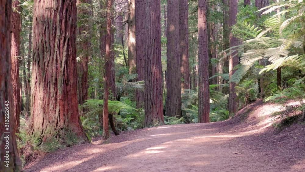 The Rotorua Redwoods forest has a network of trails for walkers, runners, mountain bikers and horse riders. This is part of a short walking track. The Rotorua Redwoods forest has a network of trails for walkers, runners, mountain bikers and horse riders. This is part of a short walking track.