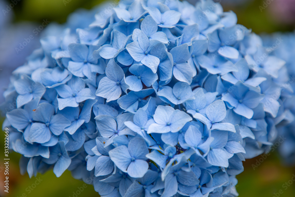 blaue Hortensie blaue Hortensie