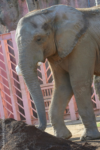 アフリカゾウ