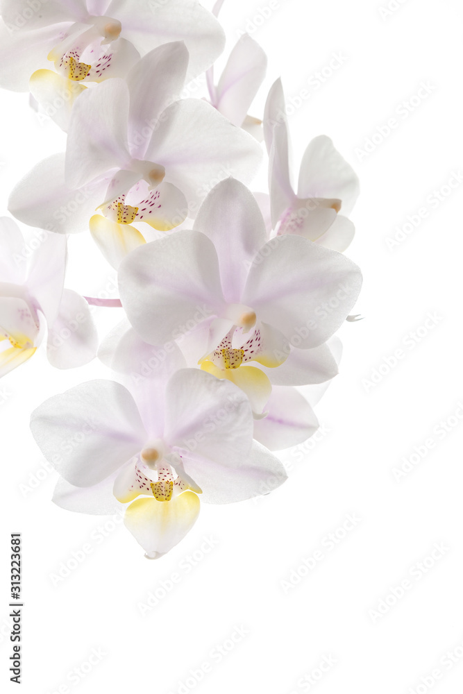 Fototapeta premium Flowers of white orchids