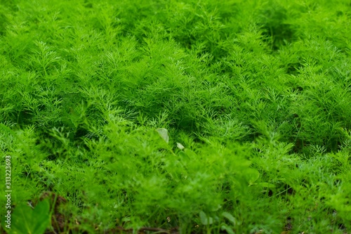 Closeup of dill vegetable 