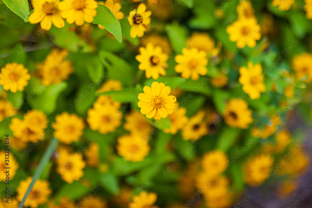 flower flower
