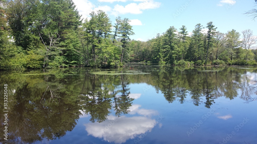 summer on the pond summer on the pond