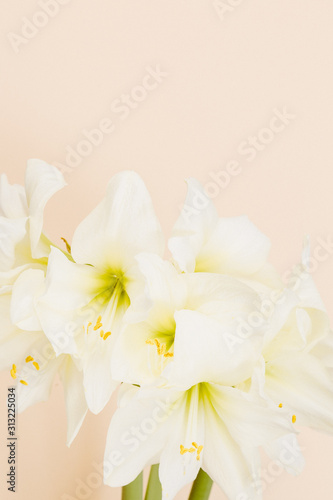 Amaryllis Plant in front of a beige background