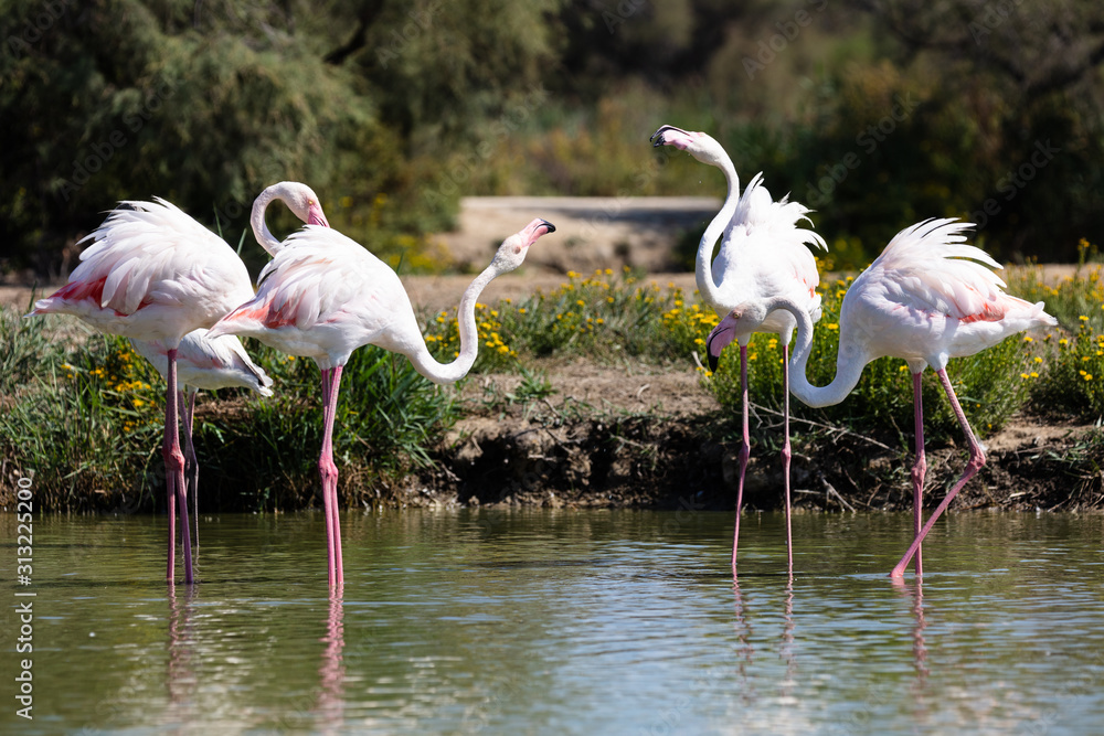 Group of Greater flamingos (Phoenicopterus roseus), Camargue, France