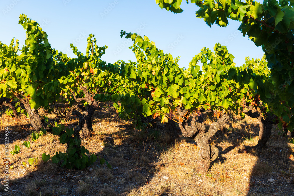 vineyards near Chateauneuf-du-Pape, Provence, France