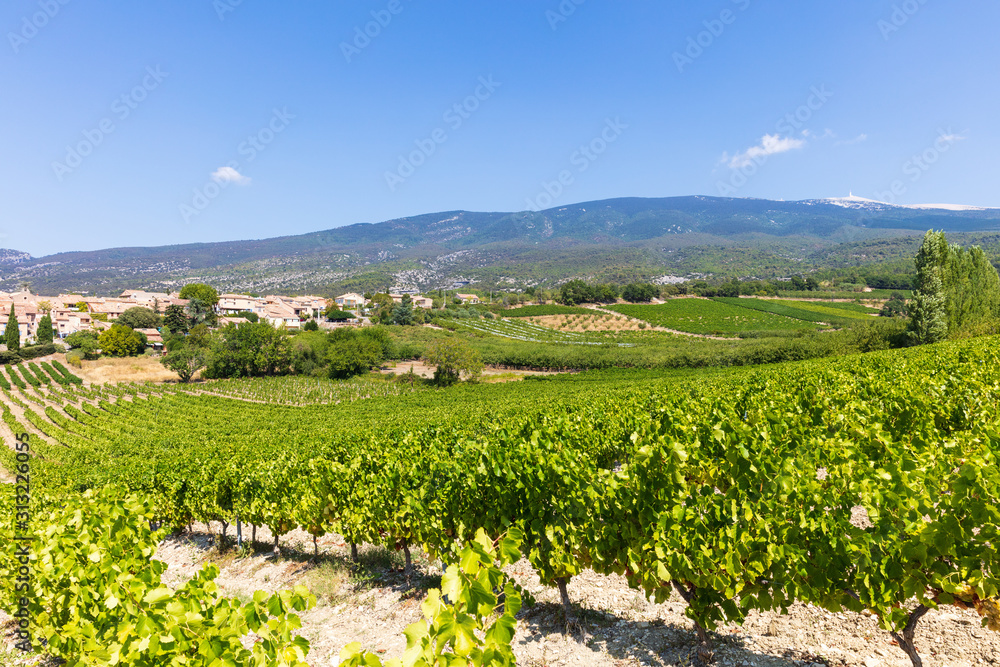 Vinyard in front of famous Mt. Ventoux, Provence, Southern France