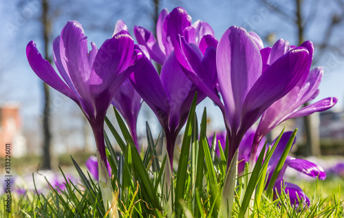 Purple crocuses in the spring in the grass