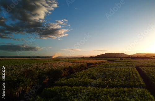 Sugar cane Aerial