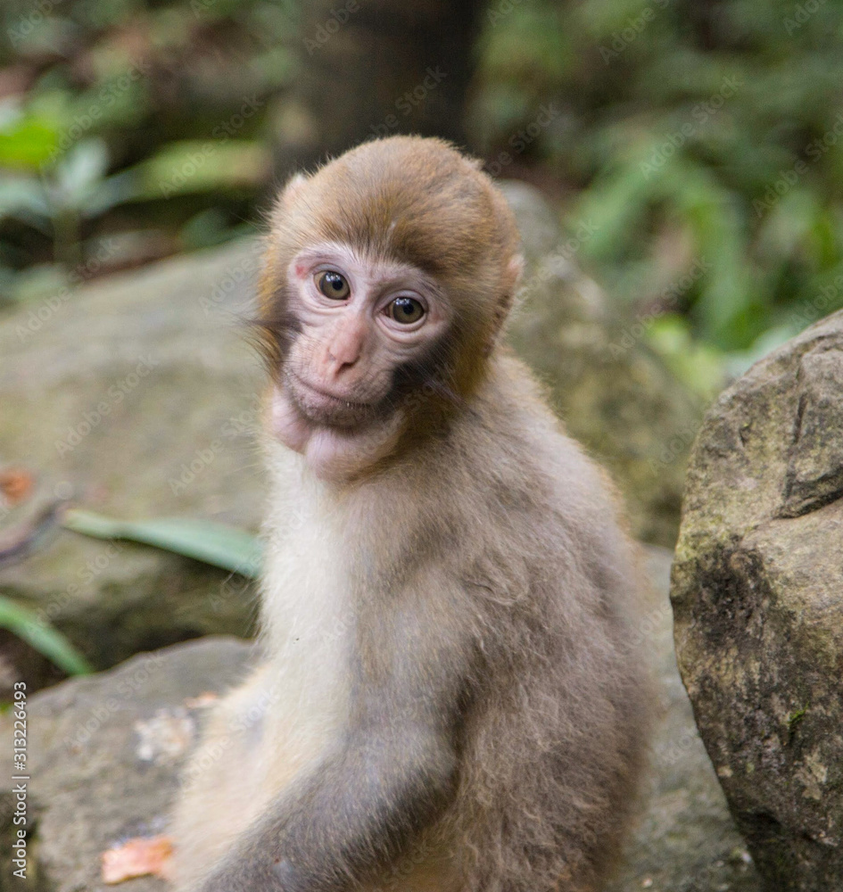 Monkey at the background, the Zhangjiajie National Forest Park, China Monkey at the background, the Zhangjiajie National Forest Park, China