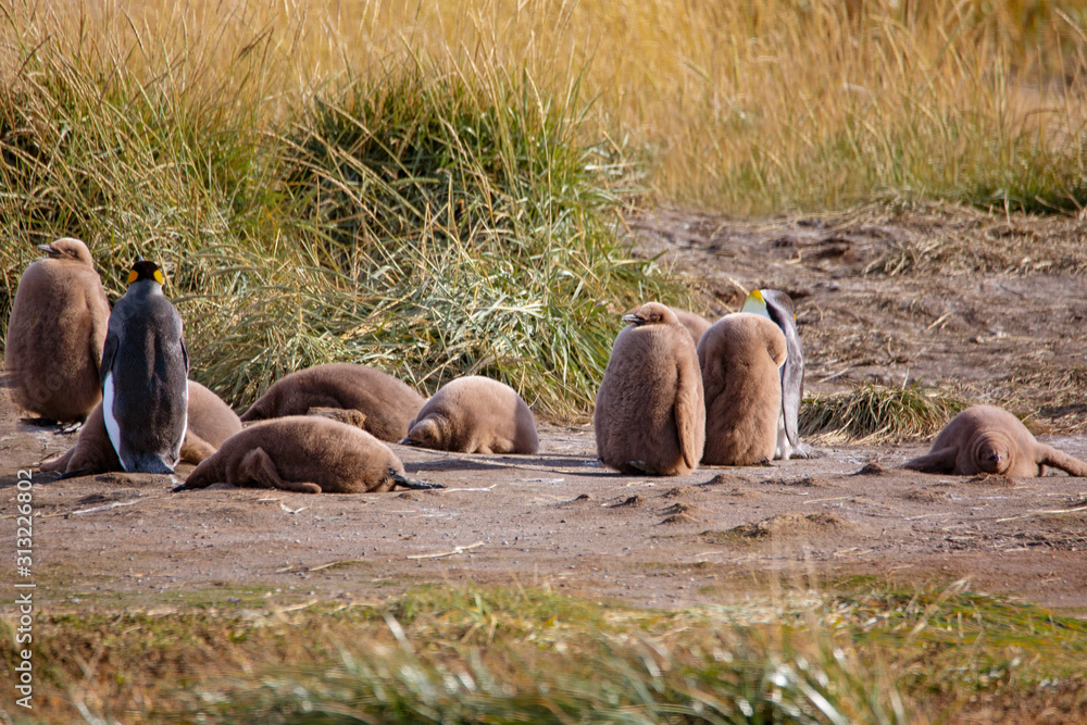 Fototapeta premium A colony of King Penguins, Aptenodytes patagonicus, resting in the grass at Parque Pinguino Rey, Tierra del Fuego Patagonia. Environment, ecology