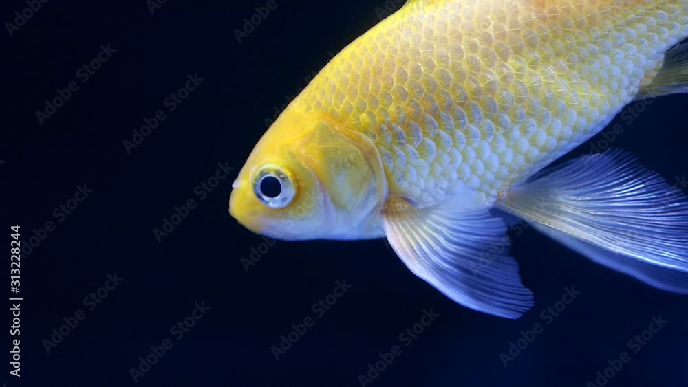 金魚 金魚