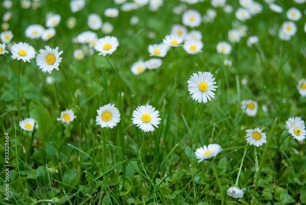 Fototapeta premium little white daisies in green lawn