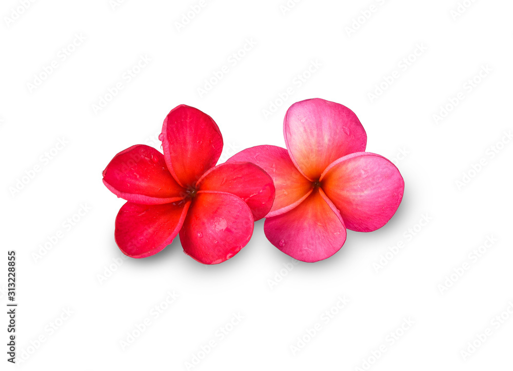 Obraz premium plumeria frangipani flower isolated on white background