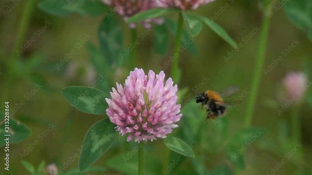 Bumblebee flies near the flower of the clover and collects nectar, slow motion. Slowed down 16 times from 480 fps to 30 fps Bumblebee flies near the flower of the clover and collects nectar, slow motion. Slowed down 16 times from 480 fps to 30 fps