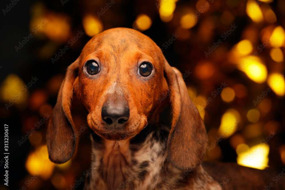 dog portrait gold bokeh dark background 