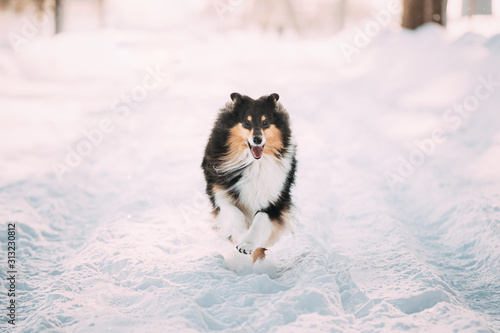 Shetland Sheepdog, Sheltie, Collie Fast Running Outdoor In Snowy Park. Playful Pet In Winter Forest