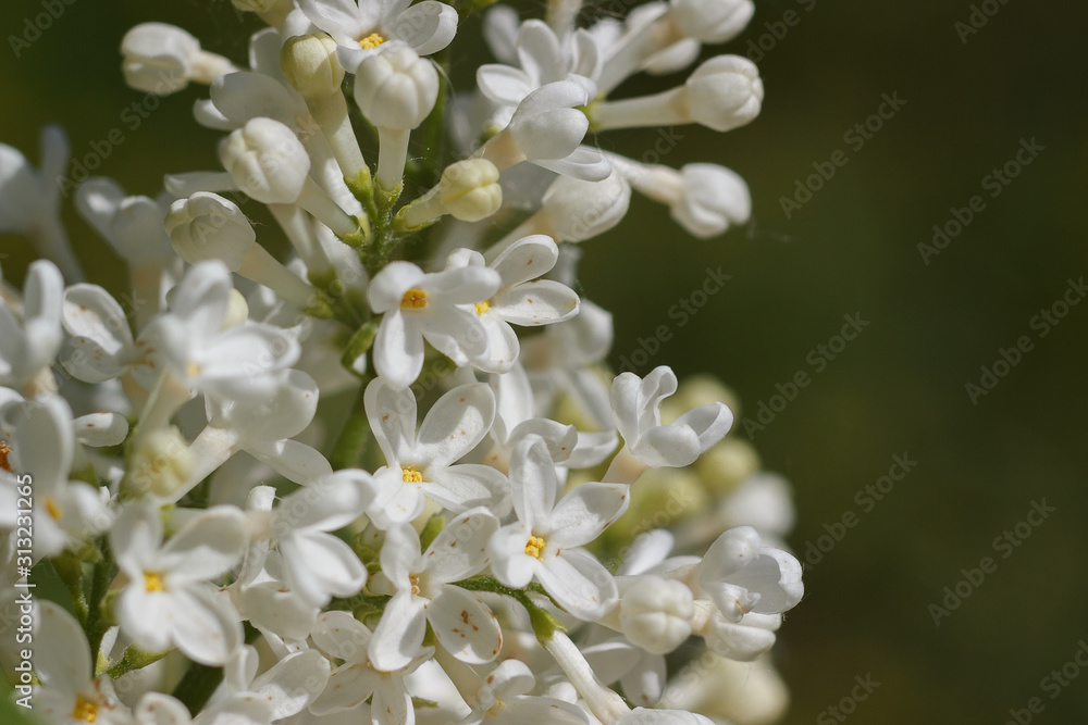 A branch of blooming white lilac in the spring garden. Lilac bush close-up with soft focus. Branches of a white lilac in bloom in spring. A branch of blooming white lilac in the spring garden. Lilac bush close-up with soft focus. Branches of a white lilac in bloom in spring.