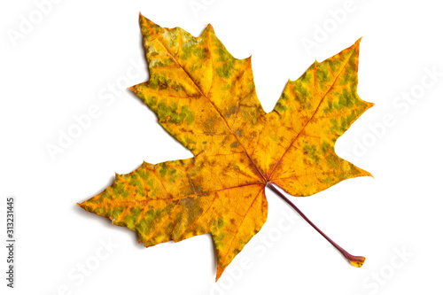 Yellow dry maple leaf on a white isolated background close-up