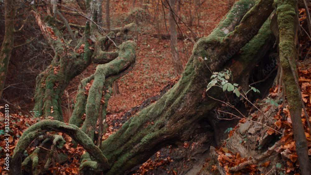 4k Crane down moving shot of a Colorful autumn forest wonderland 4k Crane down moving shot of a Colorful autumn forest wonderland