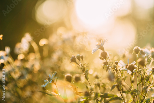 Photos Close Up Grass And White Flowers At Late Summer