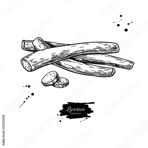 Licorice root vector drawing. Botanical illustration. Herbal engraved style sketch.
