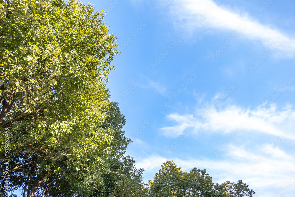 tree with sky