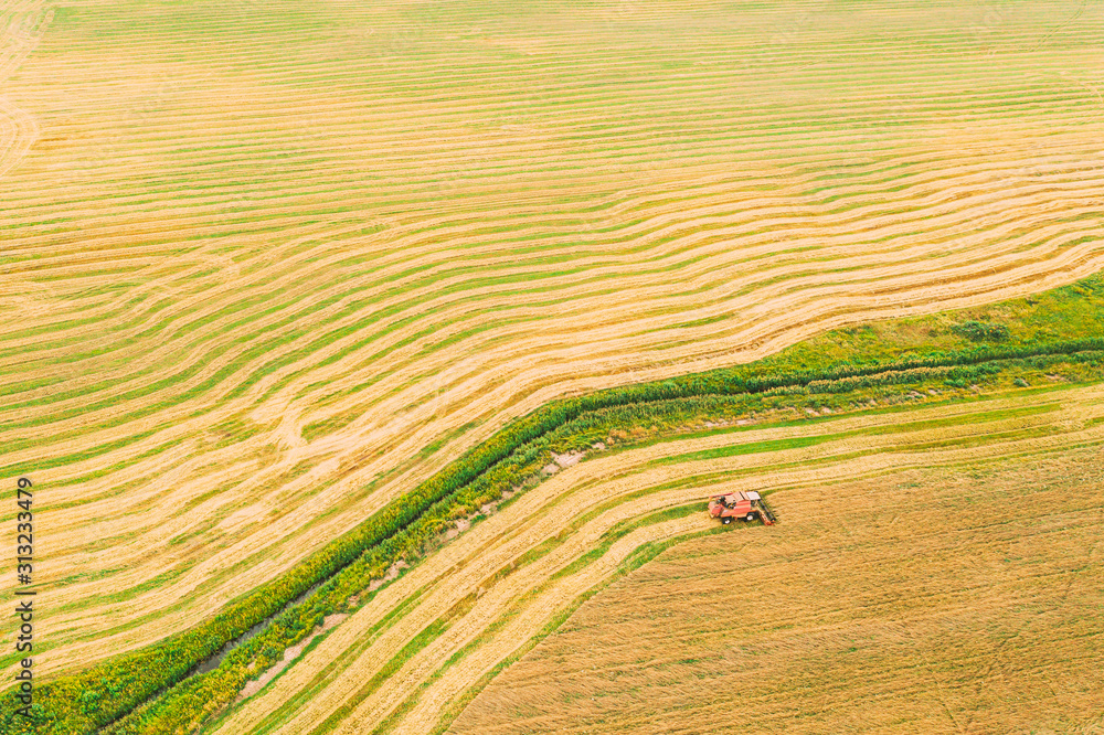 Obraz premium Aerial View Of Rural Landscape. Combine Harvester Working In Field, Collects Seeds. Harvesting Of Wheat In Late Summer. Agricultural Machine Collecting Golden Ripe. Bird's-eye Drone View
