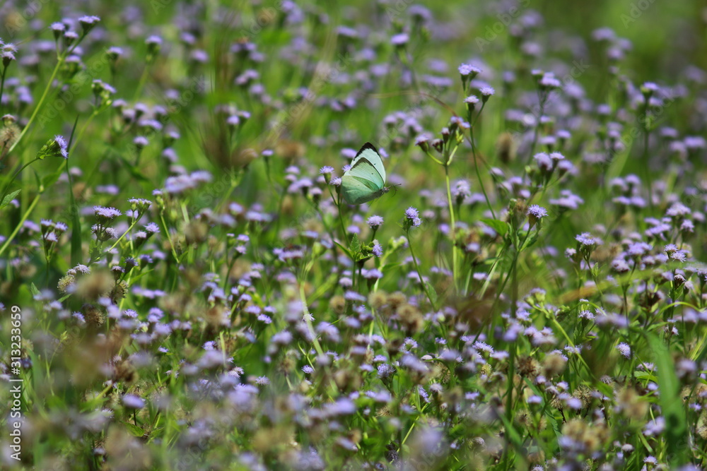 Purple grass Purple grass