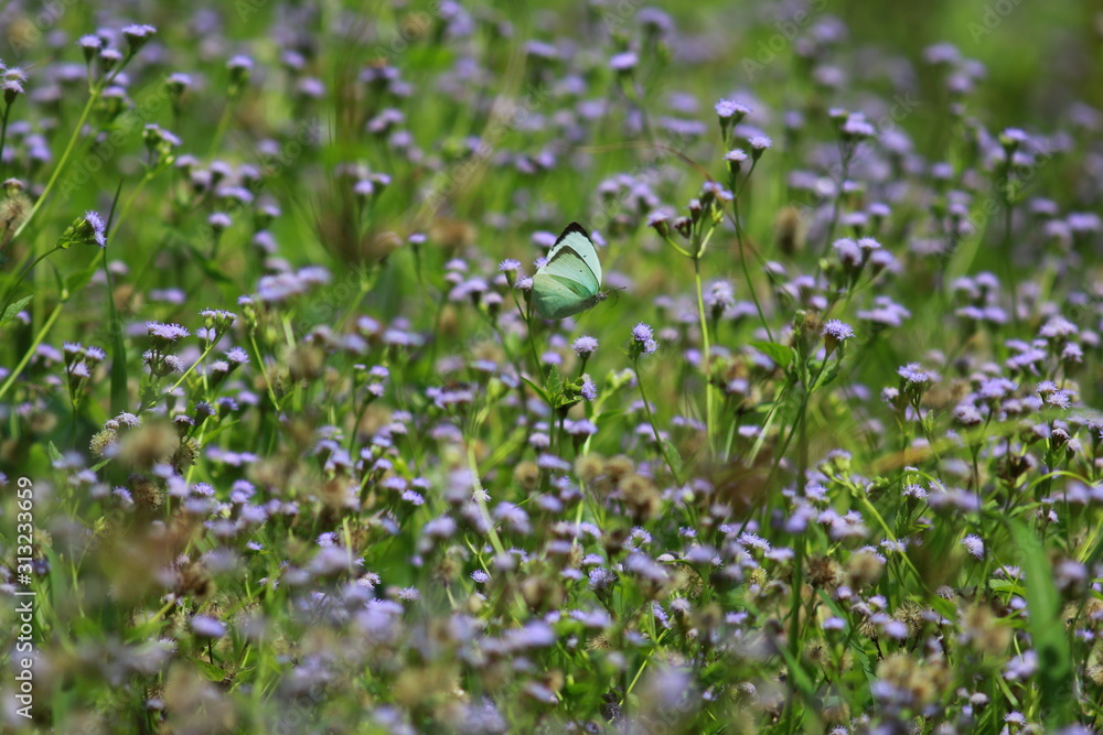 Purple grass