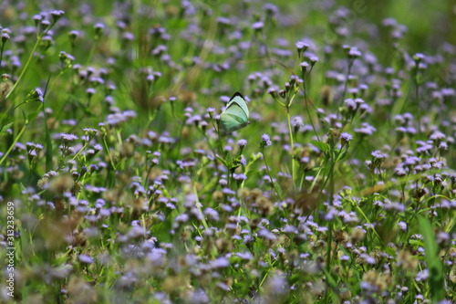 Purple grass