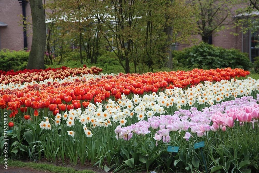 A colourful field of blooming spring bulbs in the Keukenhof gardens, Lisse, Holland A colourful field of blooming spring bulbs in the Keukenhof gardens, Lisse, Holland