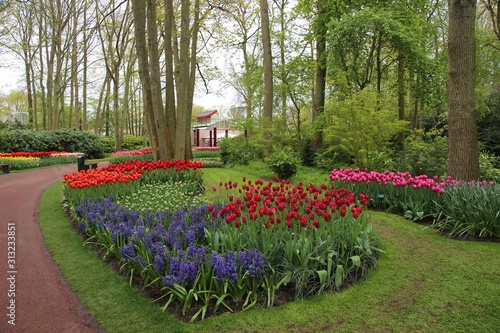  A colourful field of blooming spring bulbs in the Keukenhof gardens, Lisse, Holland