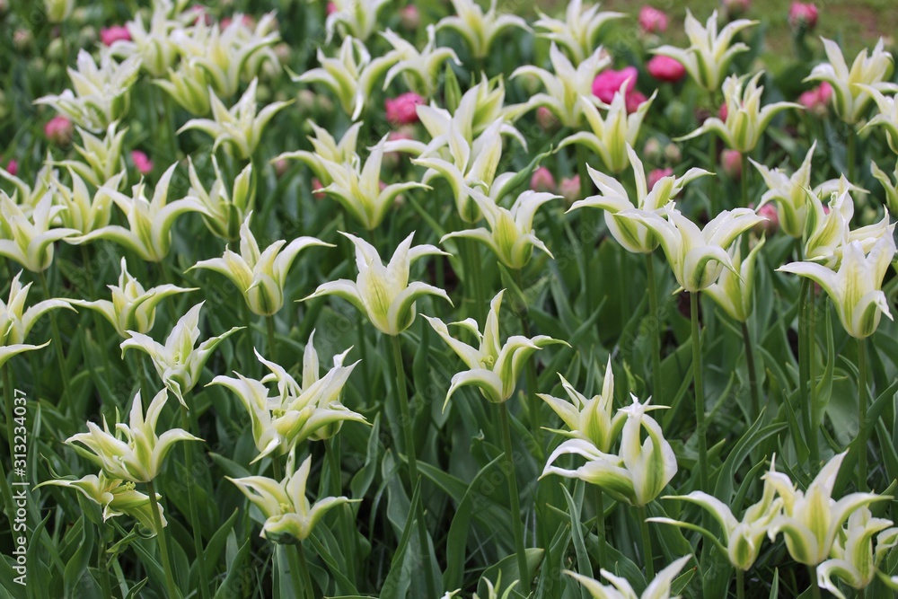 Obraz premium A colourful field of blooming spring bulbs in the Keukenhof gardens, Lisse, Holland