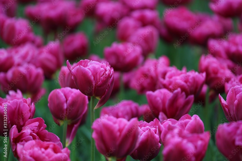 Beautiful colourful Tulips in Keukenhof Garden of Holland during Spring season Beautiful colourful Tulips in Keukenhof Garden of Holland during Spring season