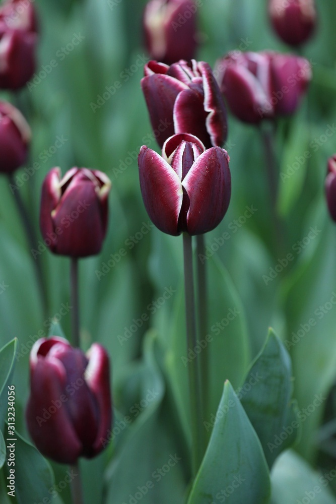 Fototapeta premium Beautiful colourful Tulips in Keukenhof Garden of Holland during Spring season