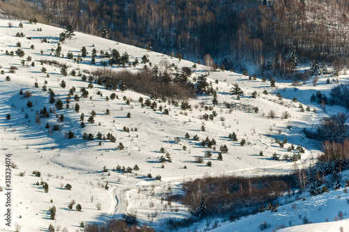 forest in winter © Sotnikov_EM