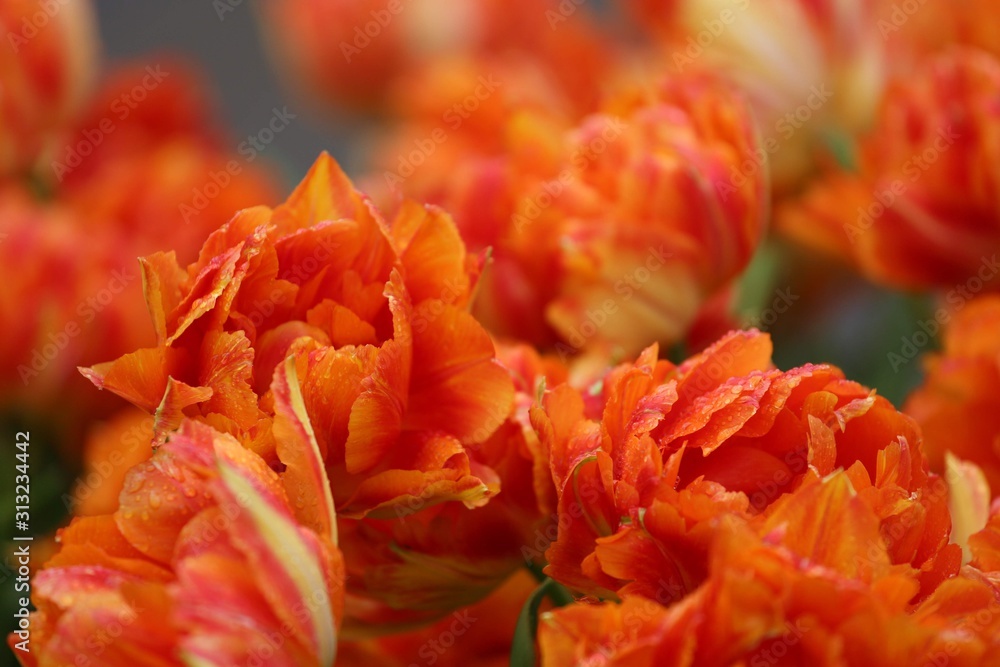Colorful blossing flowers in Keukenhof park Colorful blossing flowers in Keukenhof park