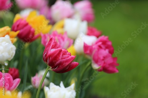 Colourful blooming flowers in Keukenhof during Spring  Holland