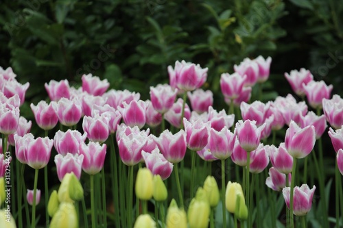 Colorful blossing flowers in Keukenhof park