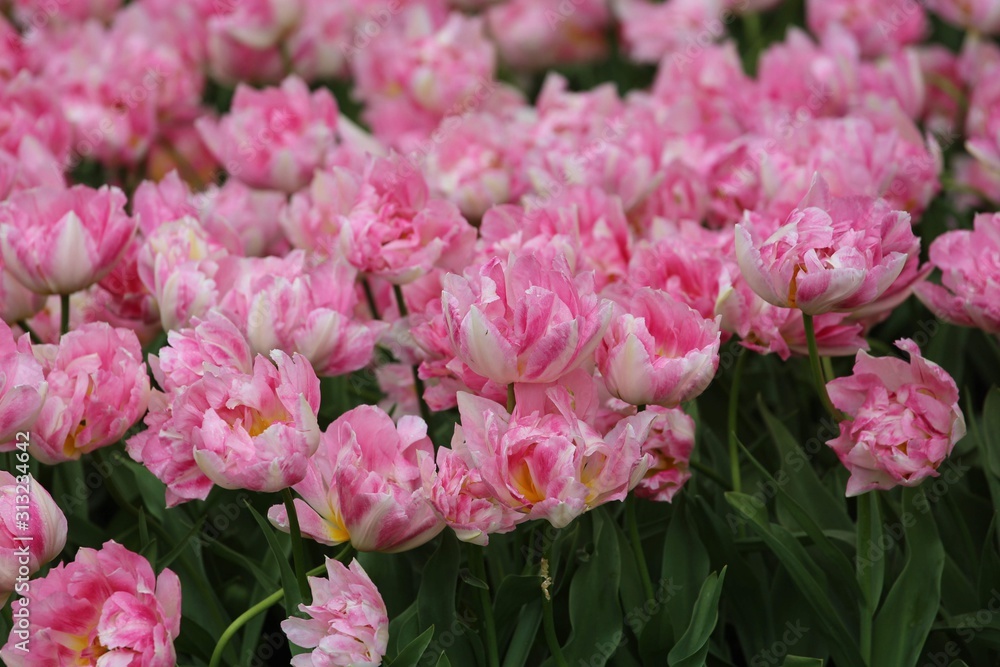 Colorful blossing flowers in Keukenhof park Colorful blossing flowers in Keukenhof park