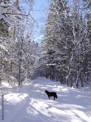 Baum mit Schnee bedeckt. Winterlandschaft mit blauem Himmel und Hund
