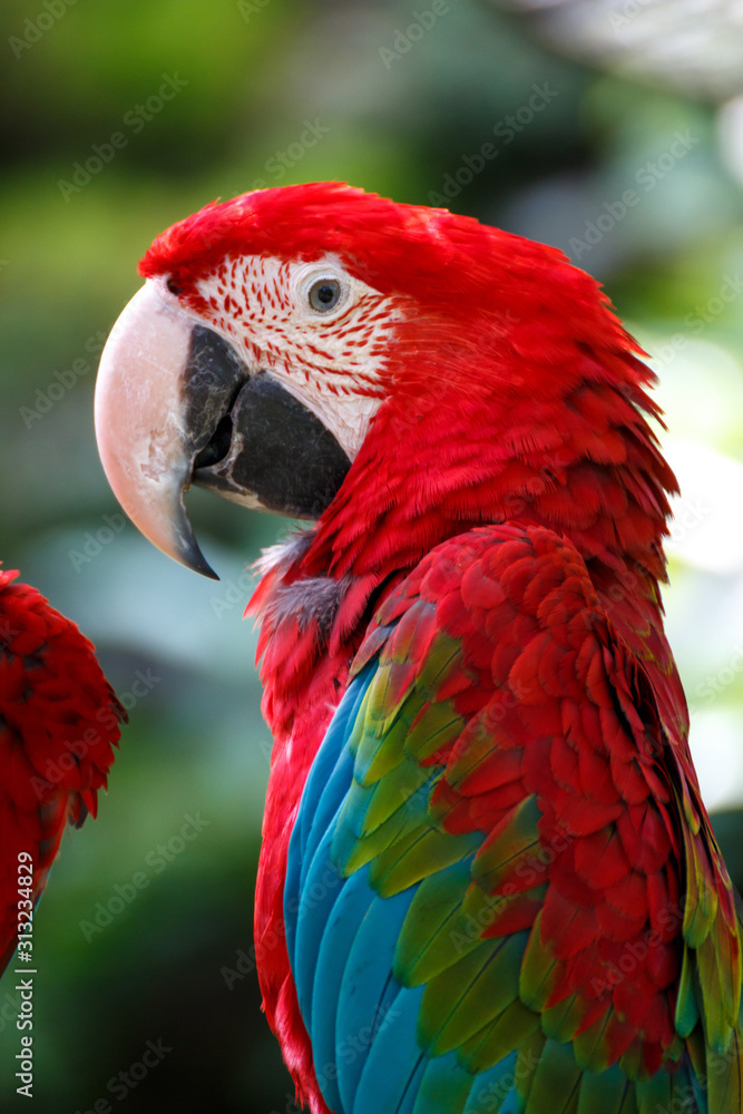 Fototapeta premium アカコンゴウインコ