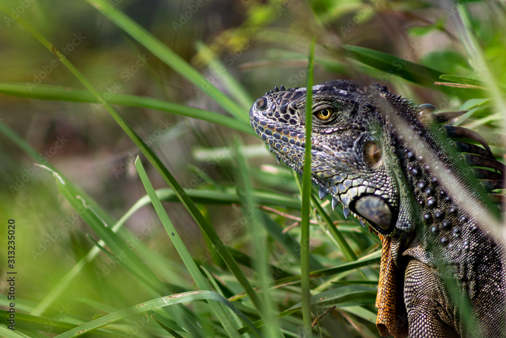 Naklejka premium Lizzard